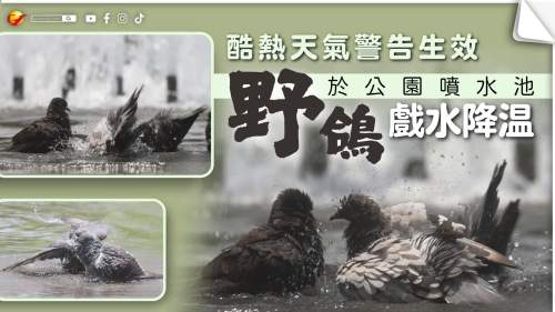 酷熱天氣警告生效  野鴿於公園噴水池戲水降溫