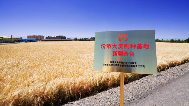 “汾酒第一车间”锚定新疆奇台:深入大麦之乡,“粮心”与种业双向奔赴!
