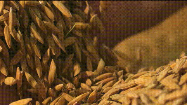 稻花香里说丰年丨大国粮仓 丰收答卷 W020240922331444516456.gif