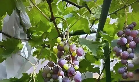 “有机葡萄酒第一股”计划砍掉600亩葡萄树！