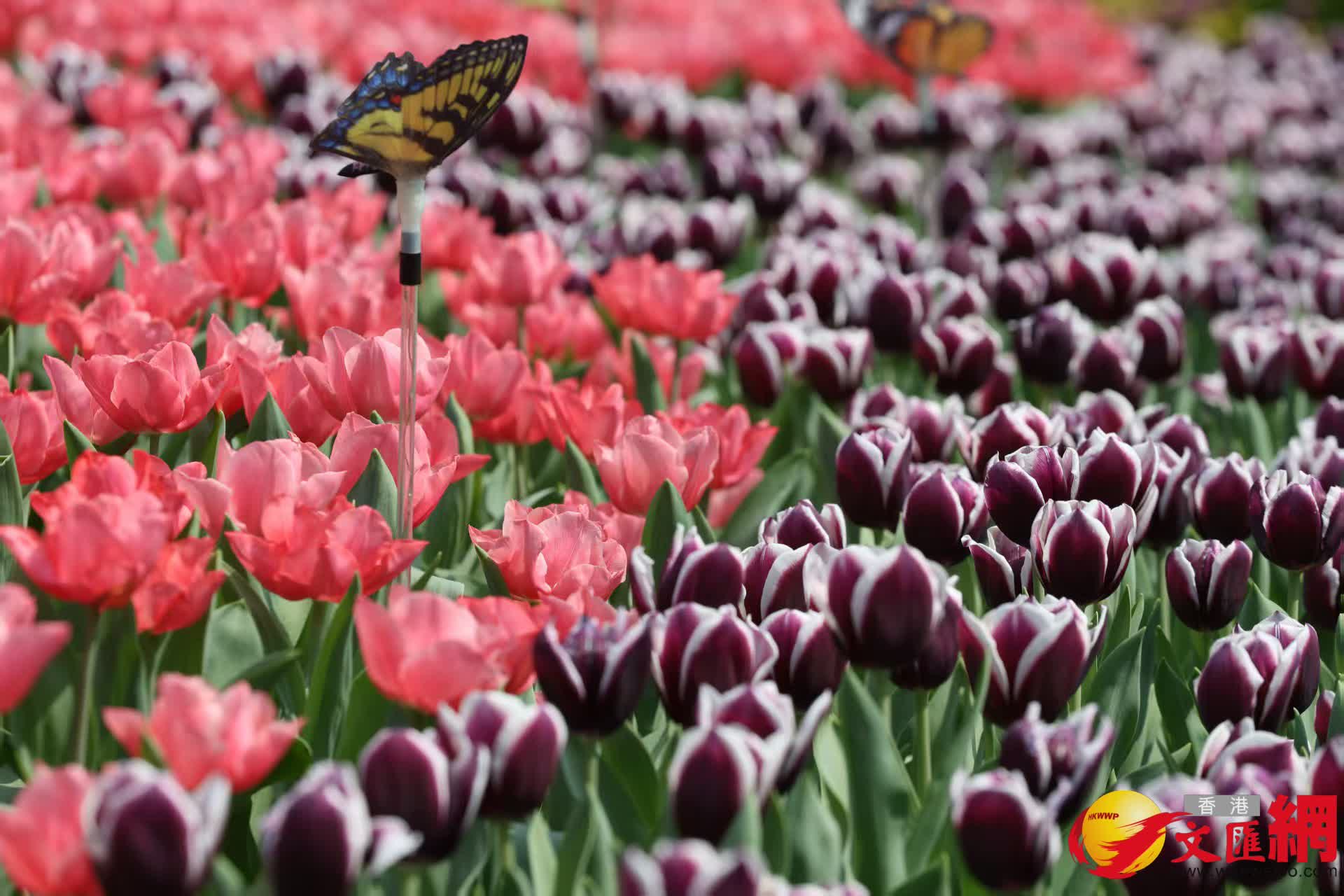 香港花卉展覽2026（香港文匯報記者黃艾力攝）