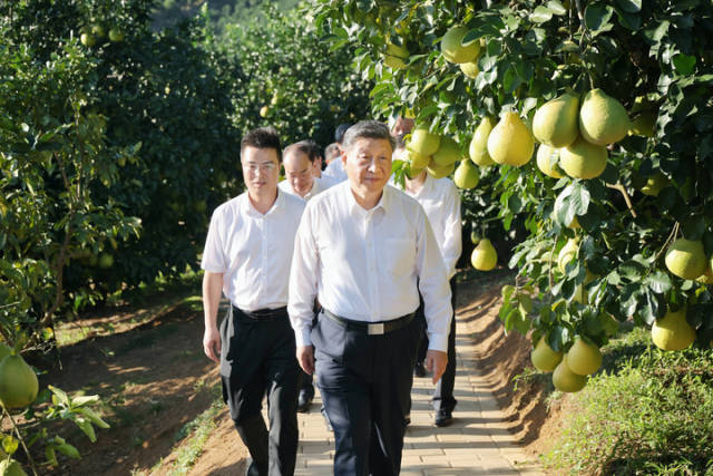 2025年11月7日，习近平总书记在广东省梅州市考察南福金柚种植基地。