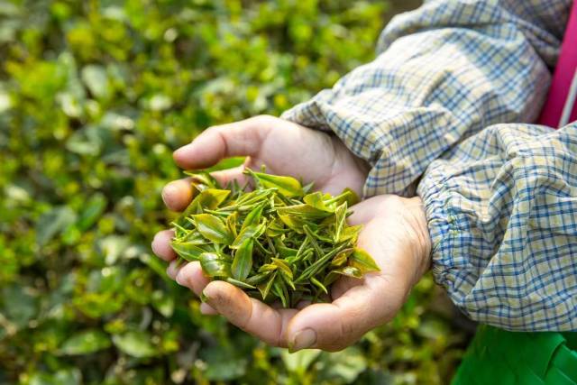 长期以来，广东茶产业面临着品牌散、规模化不足、附加值低的阵痛。