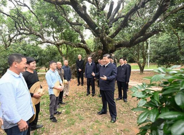 2023年4月11日，习近平总书记来到广东茂名高州市根子镇柏桥村考察调研。