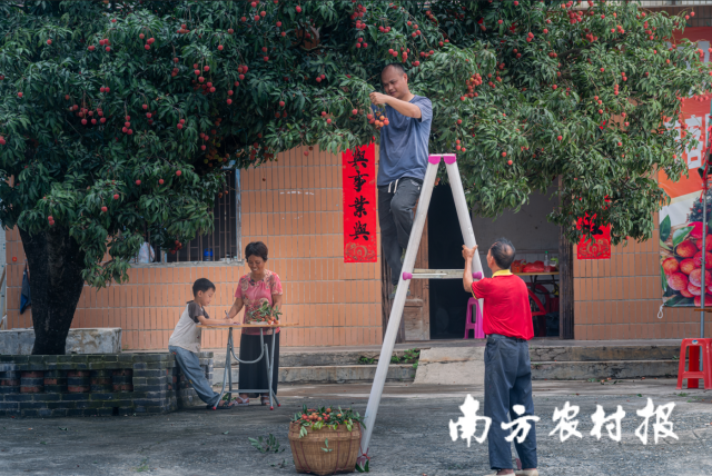 一个品牌激活一个产业，一个产业带富一方百姓。近年来“广东荔枝”公用品牌建设成效显著，家门口的荔枝树变成了摇钱树、幸福树。