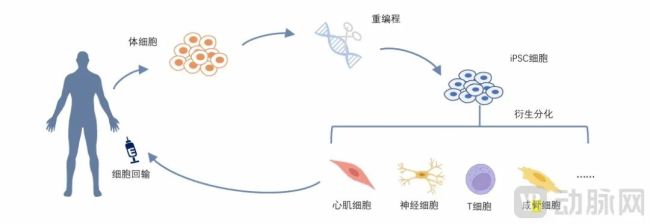 细胞治疗改写骨科格局，巨头纷纷押注，Ⅱ/Ⅲ期管线扎堆