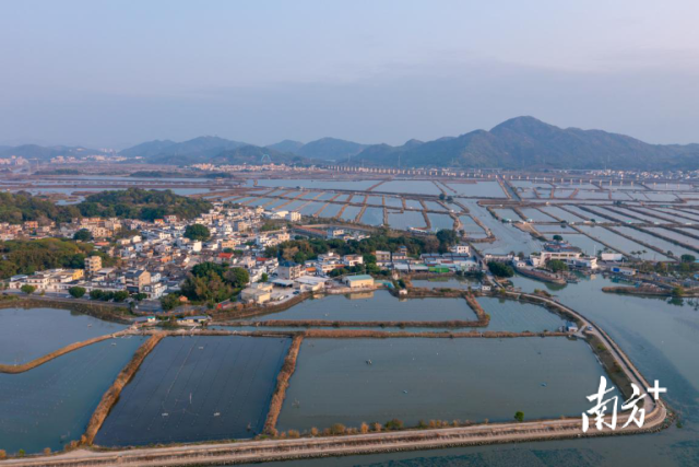 在“汕农领鲜”品牌体系下，晨洲蚝口碑享誉全国。目前晨洲村海域养殖面积约1.8万亩，蚝年产量可达1.8万吨。 