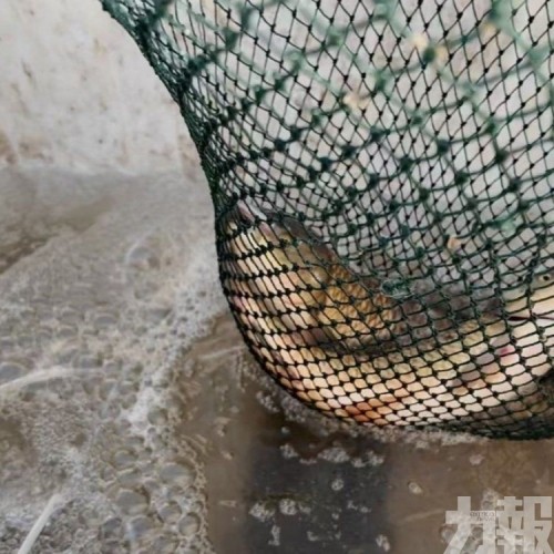 南魚北養擴戈壁漁場